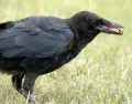 Черная ворона фото (Corvus corone) - изображение №2079 onbird.ru.<br>Источник: www.birdforum.net